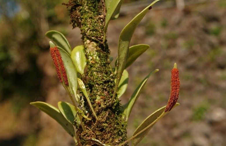 Cây Quyết ấp đá lá nạc. Lemmaphyllum carnosum - Cây Thuốc Nam Quanh Ta